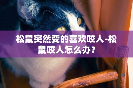 松鼠突然變的喜歡咬人-松鼠咬人怎么辦？