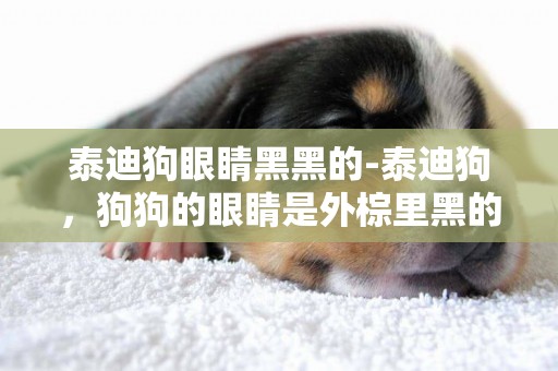 泰迪狗眼睛黑黑的-泰迪狗，狗狗的眼睛是外棕里黑的，棕色大概有兩毫米寬，里邊是黑色的，不知道的人一看嚇