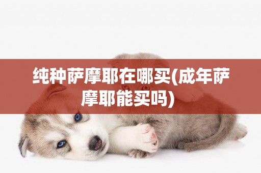 純種薩摩耶在哪買(成年薩摩耶能買嗎) 