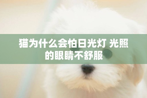 貓為什么會怕日光燈 光照的眼睛不舒服