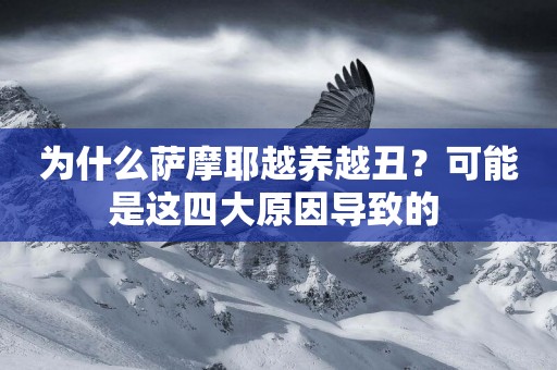 為什么薩摩耶越養越丑？可能是這四大原因導致的 