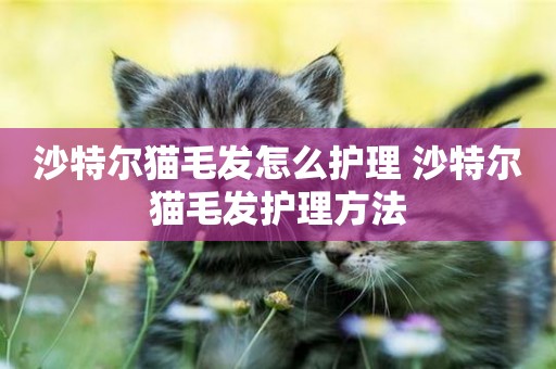 沙特爾貓毛發怎么護理 沙特爾貓毛發護理方法
