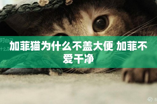 加菲貓為什么不蓋大便 加菲不愛干凈