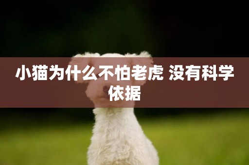 小貓為什么不怕老虎 沒有科學依據