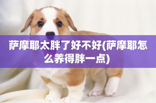 薩摩耶太胖了好不好(薩摩耶怎么養得胖一點) 