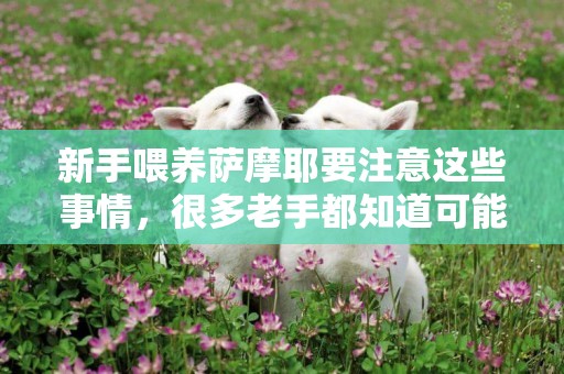 新手喂養薩摩耶要注意這些事情，很多老手都知道可能不知道！ 