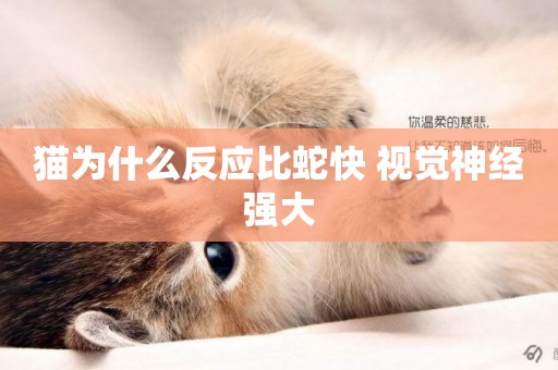 貓為什么反應比蛇快 視覺神經強大