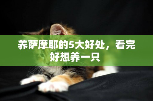 養薩摩耶的5大好處，看完好想養一只 