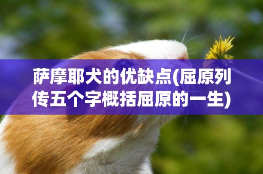 薩摩耶犬的優缺點(屈原列傳五個字概括屈原的一生) 