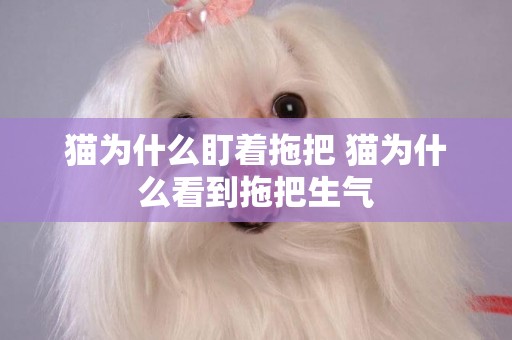 貓為什么盯著拖把 貓為什么看到拖把生氣
