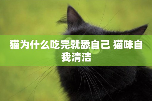 貓為什么吃完就舔自己 貓咪自我清潔
