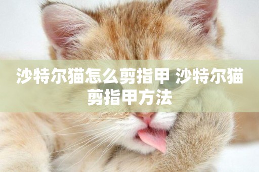 沙特爾貓怎么剪指甲 沙特爾貓剪指甲方法