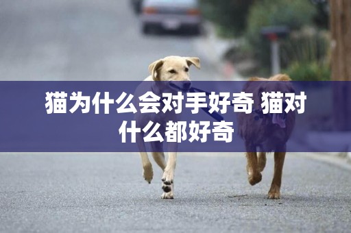 貓為什么會對手好奇 貓對什么都好奇