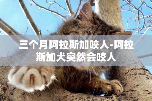 三個月阿拉斯加咬人-阿拉斯加犬突然會咬人