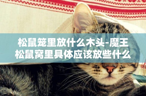 松鼠籠里放什么木頭-魔王松鼠窩里具體應該放些什么呢