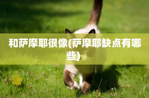 和薩摩耶很像(薩摩耶缺點有哪些) 