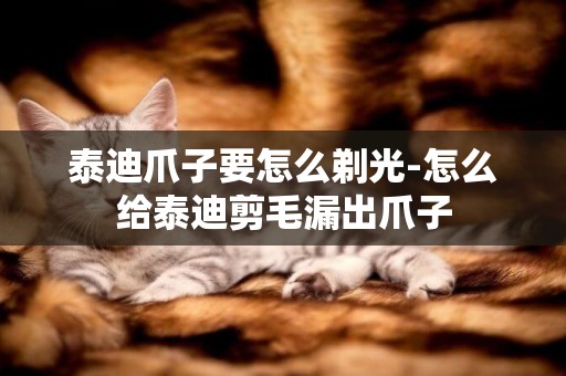 泰迪爪子要怎么剃光-怎么給泰迪剪毛漏出爪子