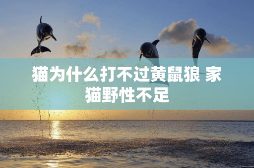 貓為什么打不過黃鼠狼 家貓野性不足