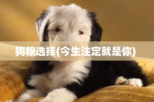 狗糧選擇(今生注定就是你) 