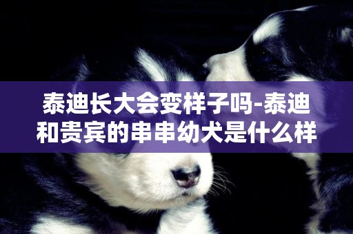 泰迪長大會變樣子嗎-泰迪和貴賓的串串幼犬是什么樣子，長大后會不會變