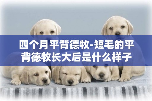 四個月平背德牧-短毛的平背德牧長大后是什么樣子