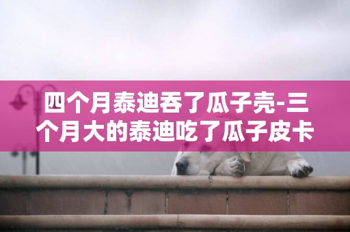 四個月泰迪吞了瓜子殼-三個月大的泰迪吃了瓜子皮卡到了怎么辦