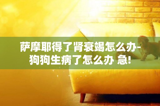 薩摩耶得了腎衰竭怎么辦-狗狗生病了怎么辦 急!