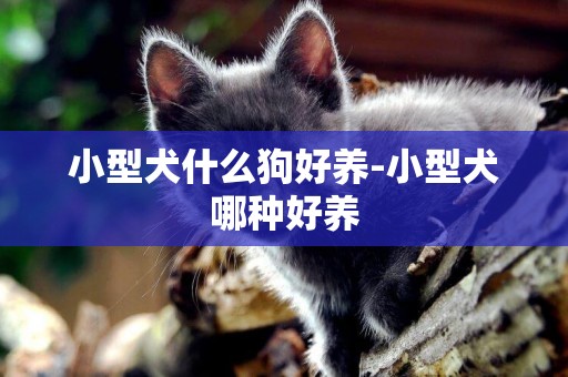 小型犬什么狗好養-小型犬哪種好養