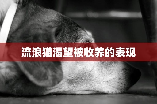 流浪貓渴望被收養的表現