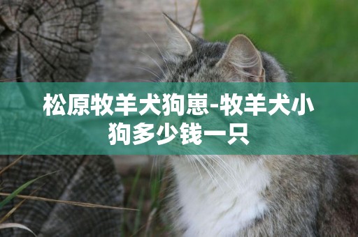 松原牧羊犬狗崽-牧羊犬小狗多少錢一只