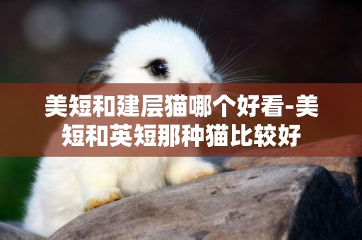 美短和建層貓哪個好看-美短和英短那種貓比較好
