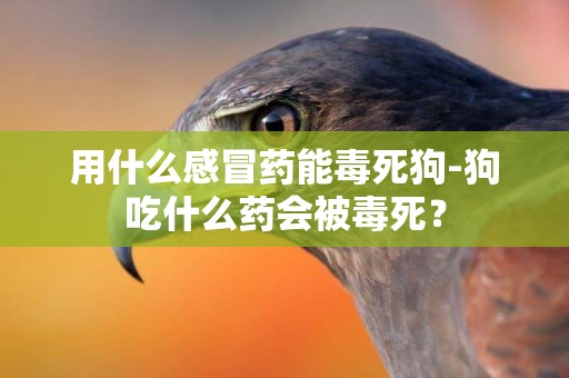 用什么感冒藥能毒死狗-狗吃什么藥會被毒死？