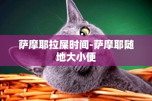 薩摩耶拉屎時間-薩摩耶隨地大小便