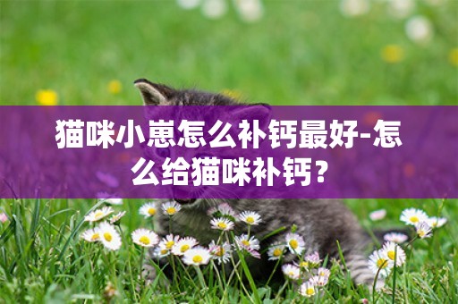 貓咪小崽怎么補鈣最好-怎么給貓咪補鈣？