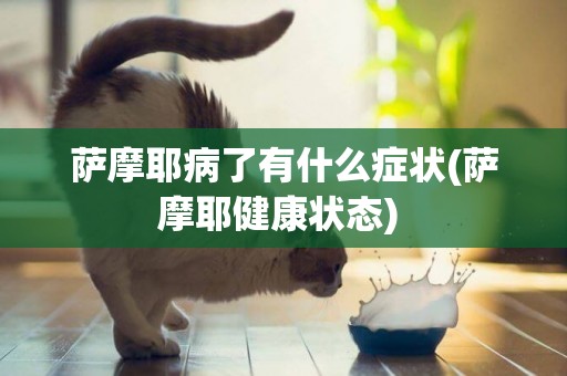 薩摩耶病了有什么癥狀(薩摩耶健康狀態) 
