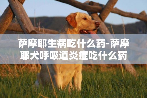 薩摩耶生病吃什么藥-薩摩耶犬呼吸道炎癥吃什么藥