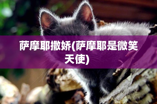 薩摩耶撒嬌(薩摩耶是微笑天使) 