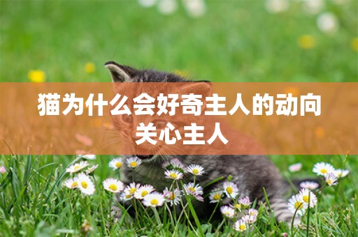 貓為什么會好奇主人的動向 關心主人