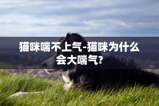 貓咪喘不上氣-貓咪為什么會大喘氣?
