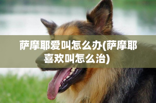 薩摩耶愛叫怎么辦(薩摩耶喜歡叫怎么治) 