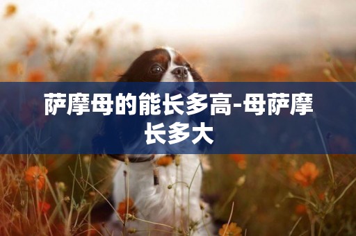 薩摩母的能長多高-母薩摩長多大