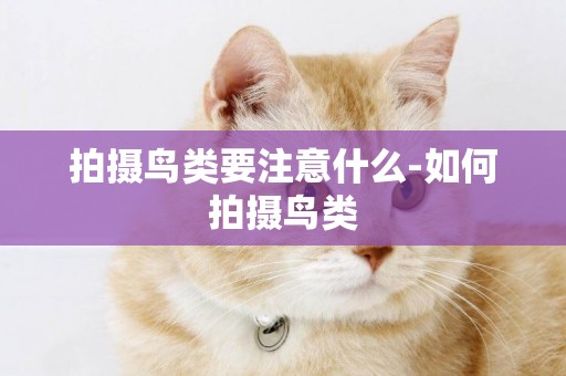 拍攝鳥類要注意什么-如何拍攝鳥類