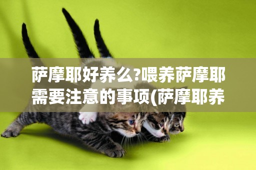 薩摩耶好養么?喂養薩摩耶需要注意的事項(薩摩耶養狗注意事項) 
