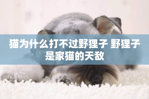 貓為什么打不過野貍子 野貍子是家貓的天敵