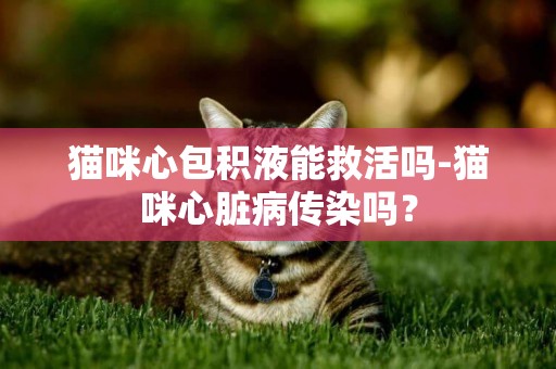 貓咪心包積液能救活嗎-貓咪心臟病傳染嗎？