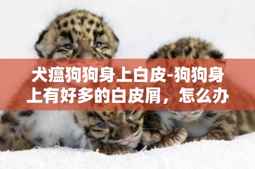 犬瘟狗狗身上白皮-狗狗身上有好多的白皮屑，怎么辦