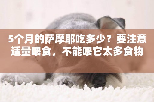 5個月的薩摩耶吃多少？要注意適量喂食，不能喂它太多食物 