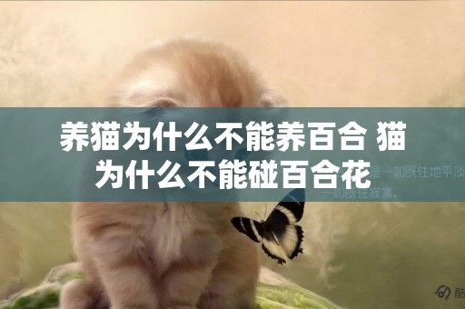 養貓為什么不能養百合 貓為什么不能碰百合花