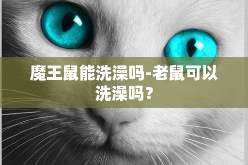 魔王鼠能洗澡嗎-老鼠可以洗澡嗎？