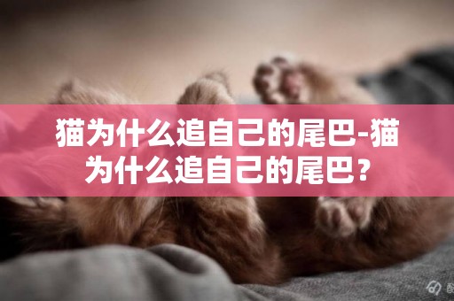 貓為什么追自己的尾巴-貓為什么追自己的尾巴？